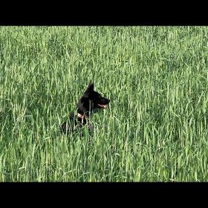 Meet your Posher, Nici